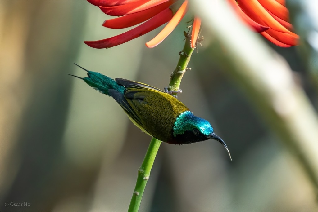 ساختنی ژگائو مدل پرندگان طرح SUNBIRD کد 3991003