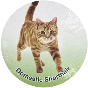 فیگور مدل گربه طرح Domestic ShortHair کد CA954-11