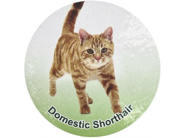 فیگور مدل گربه طرح Domestic ShortHair کد CA954-11