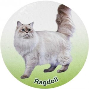 فیگور مدل گربه طرح Ragdoll کد CA954-9
