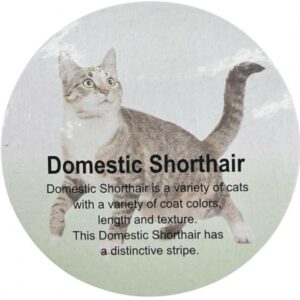 فیگور مدل گربه طرح Domestic ShortHair کد CA954-10