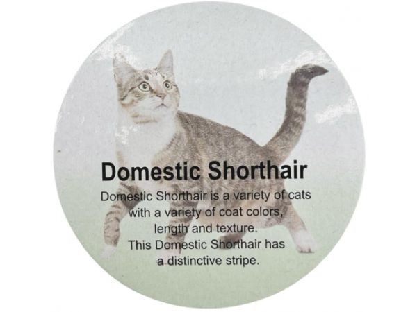 فیگور مدل گربه طرح Domestic ShortHair کد CA954-10