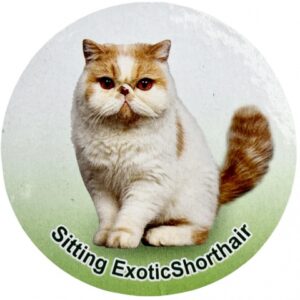 فیگور مدل گربه طرح Exotic Short Hair کد CA954-3