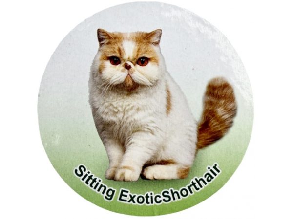 فیگور مدل گربه طرح Exotic Short Hair کد CA954-3