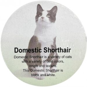 فیگور مدل گربه طرح Domestic ShortHair کد CA954-4