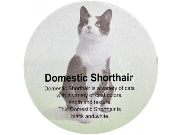 فیگور مدل گربه طرح Domestic ShortHair کد CA954-4