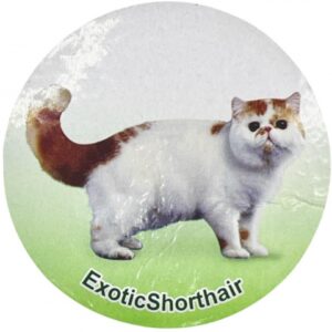فیگور مدل گربه طرح Exotic ShortHair کد CA954-7